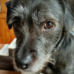 Fundraising Page: Nicole Noce